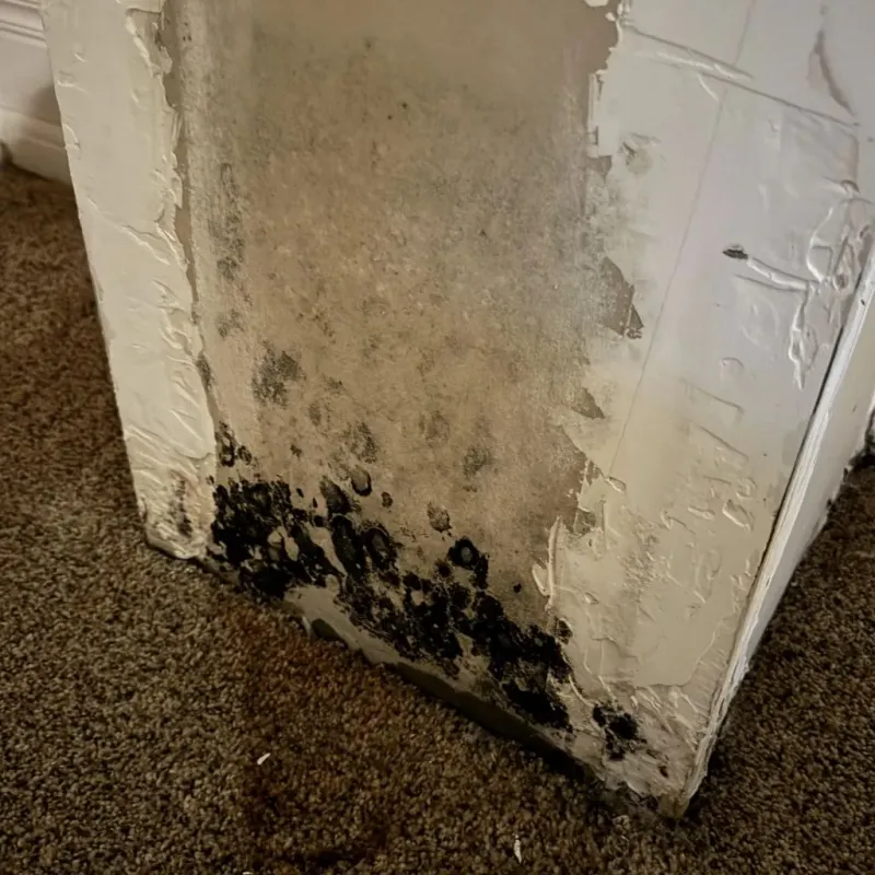 Professional Mold Removal in Gregory County, SD